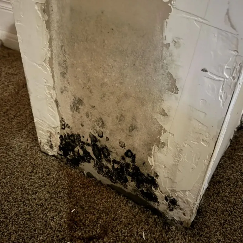 Professional Mold Removal in Orange County, VA